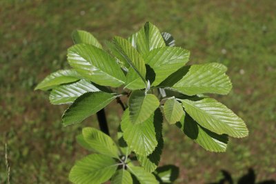 Sorbus aria 'Magnifica' - jeřáb muk - listy